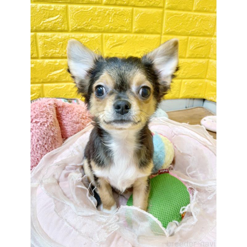 販売中の千葉県のチワワ(ロングコート)-419095の3枚目