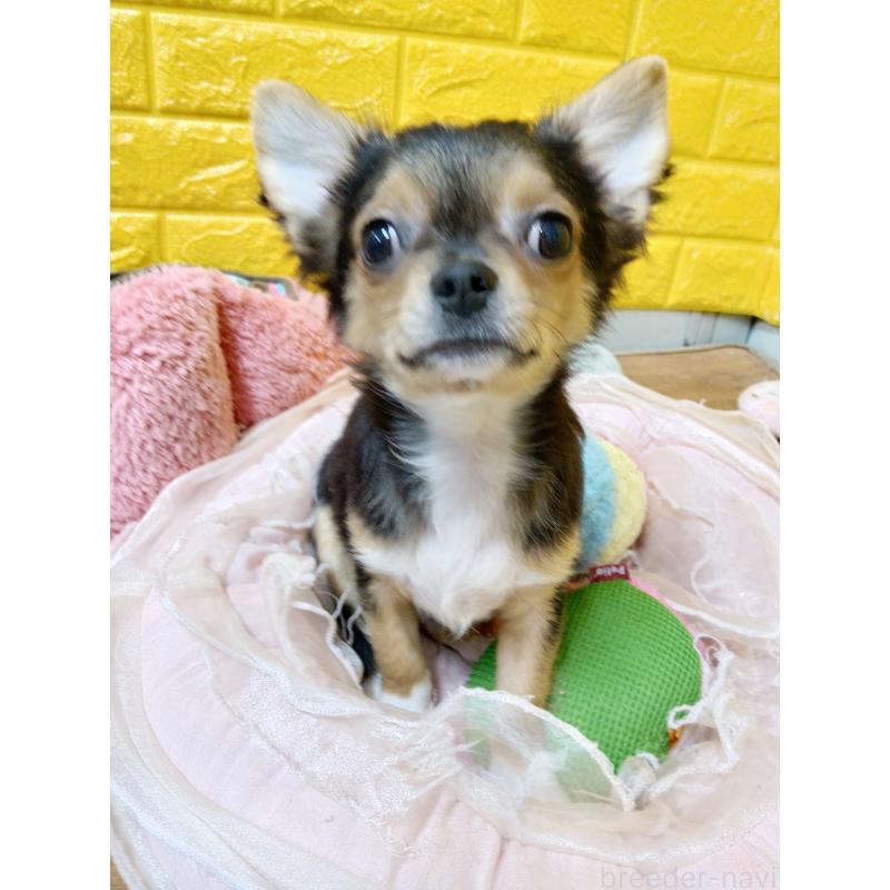 販売中の千葉県のチワワ(ロングコート)-419095の2枚目