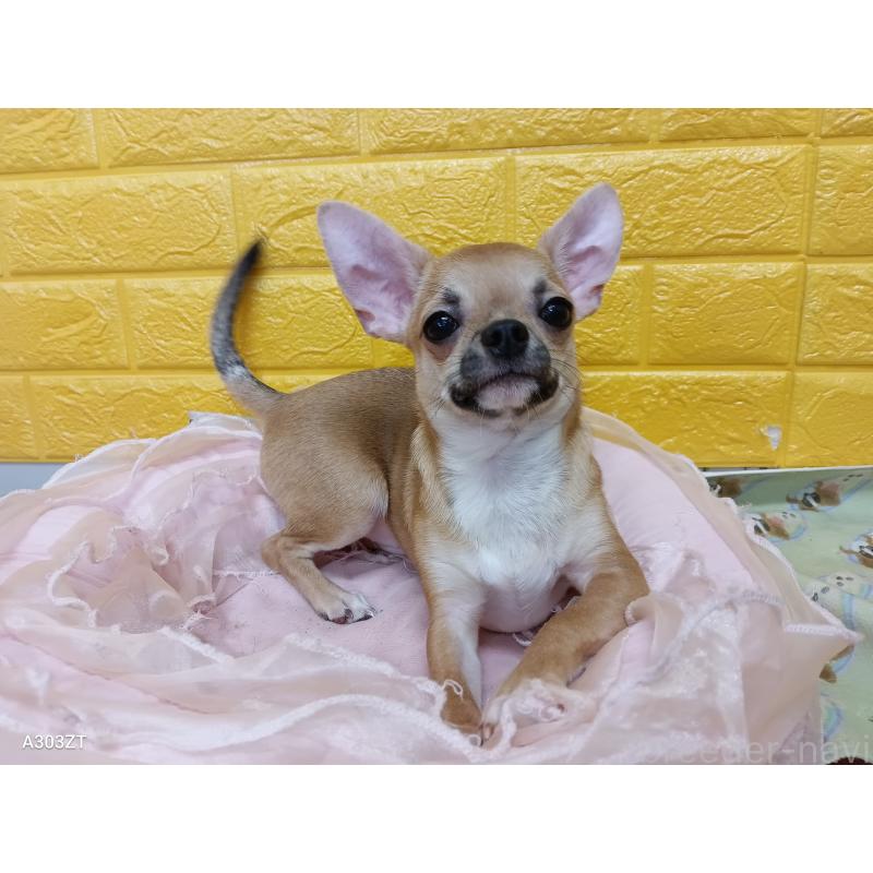 販売中の千葉県のチワワ(スムースコート)-393645の57枚目