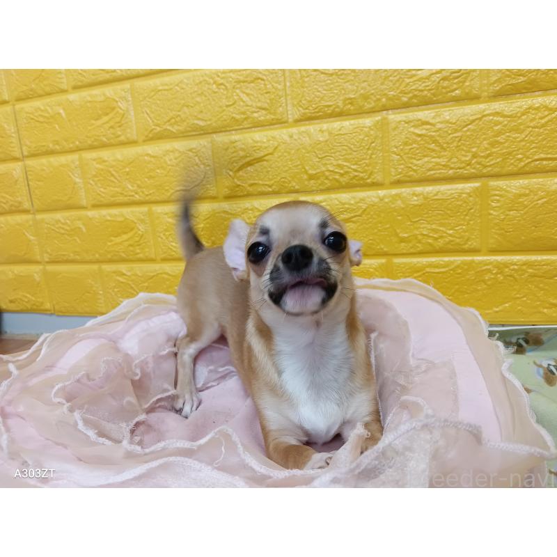 販売中の千葉県のチワワ(スムースコート)-393645の56枚目