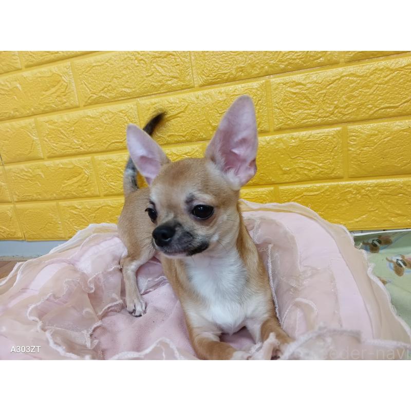 販売中の千葉県のチワワ(スムースコート)-393645の55枚目