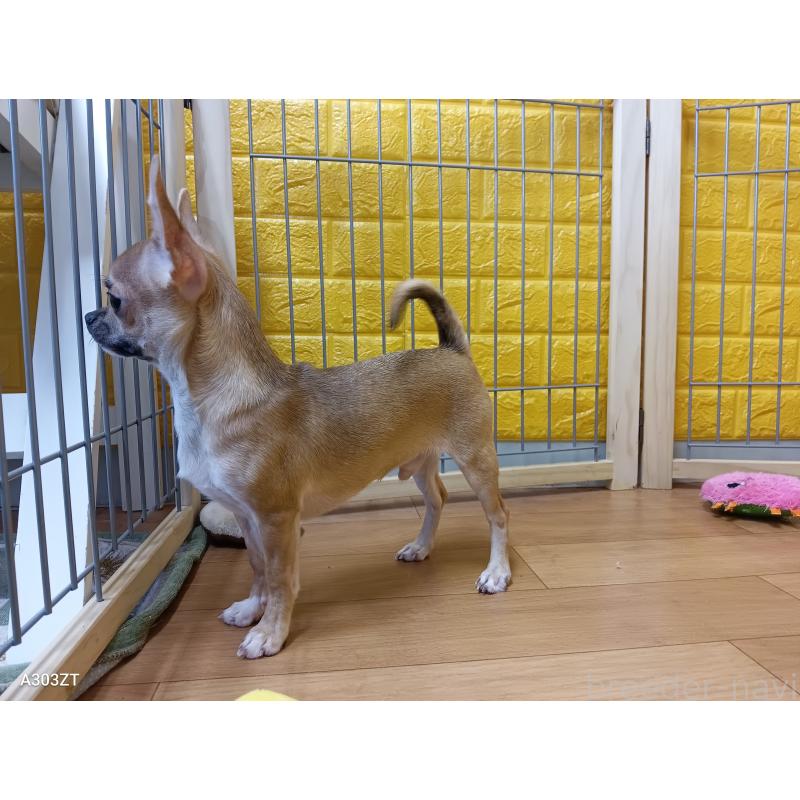 販売中の千葉県のチワワ(スムースコート)-393645の52枚目