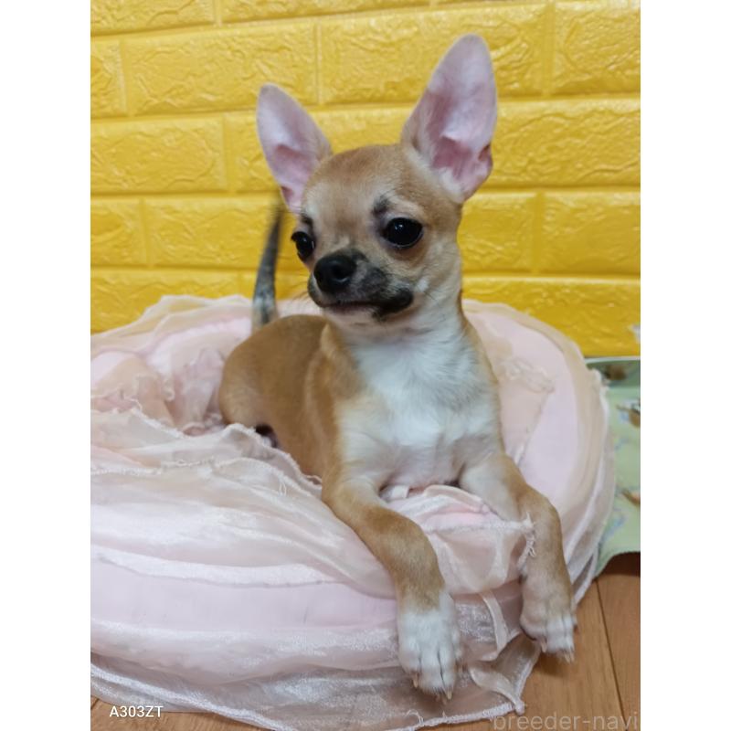 販売中の千葉県のチワワ(スムースコート)-393645の51枚目