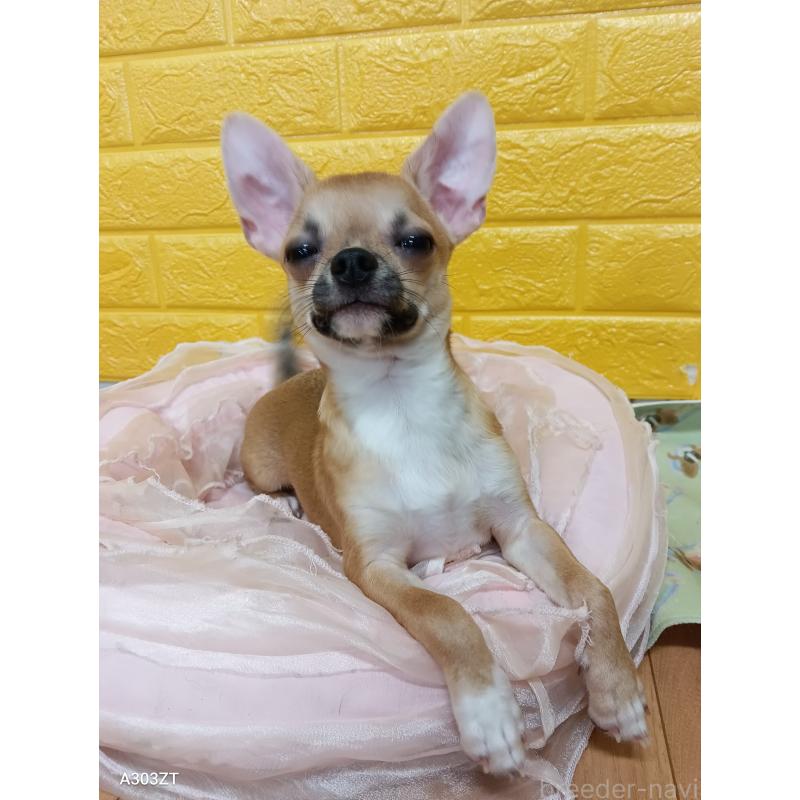 販売中の千葉県のチワワ(スムースコート)-393645の50枚目