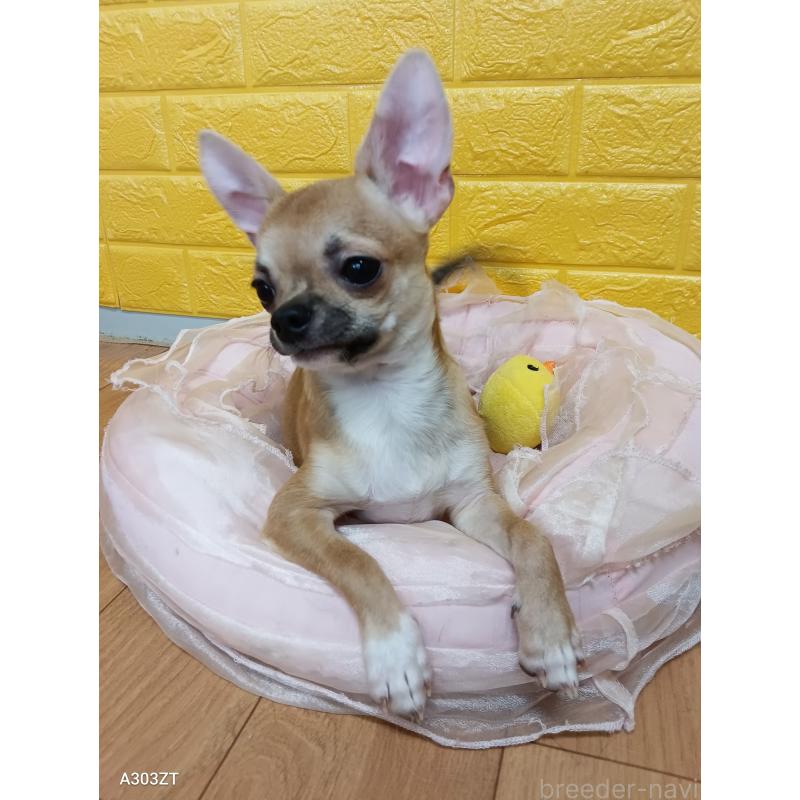 販売中の千葉県のチワワ(スムースコート)-393645の49枚目