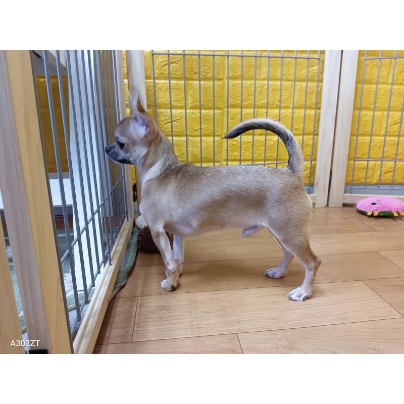 販売中の千葉県のチワワ(スムースコート)-393645の47枚目