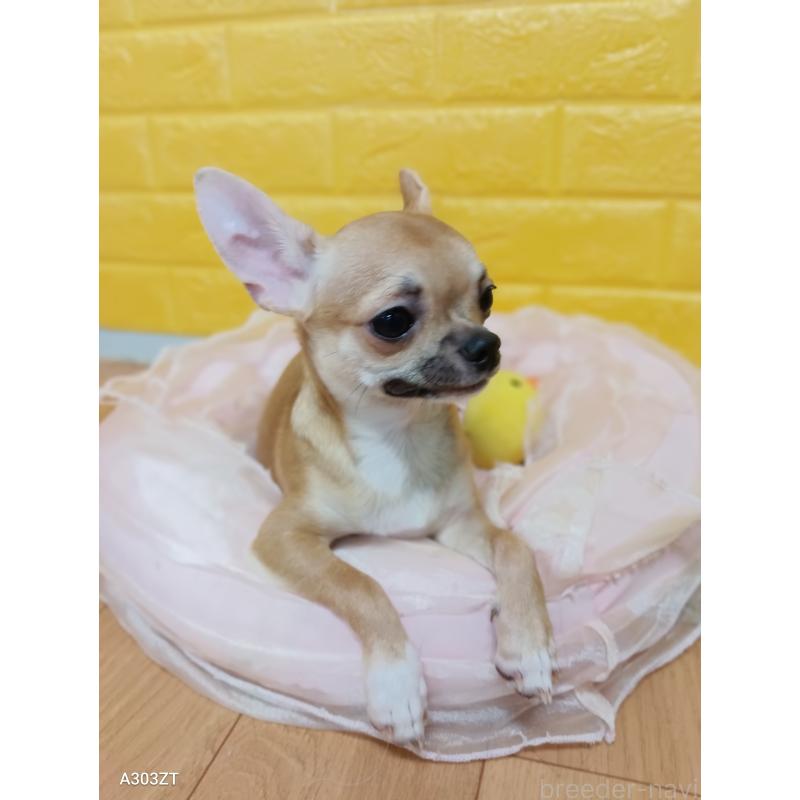 販売中の千葉県のチワワ(スムースコート)-393645の46枚目