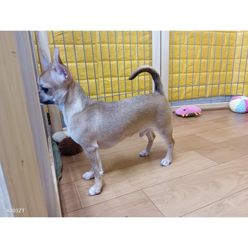 販売中の千葉県のチワワ(スムースコート)-393645の45枚目