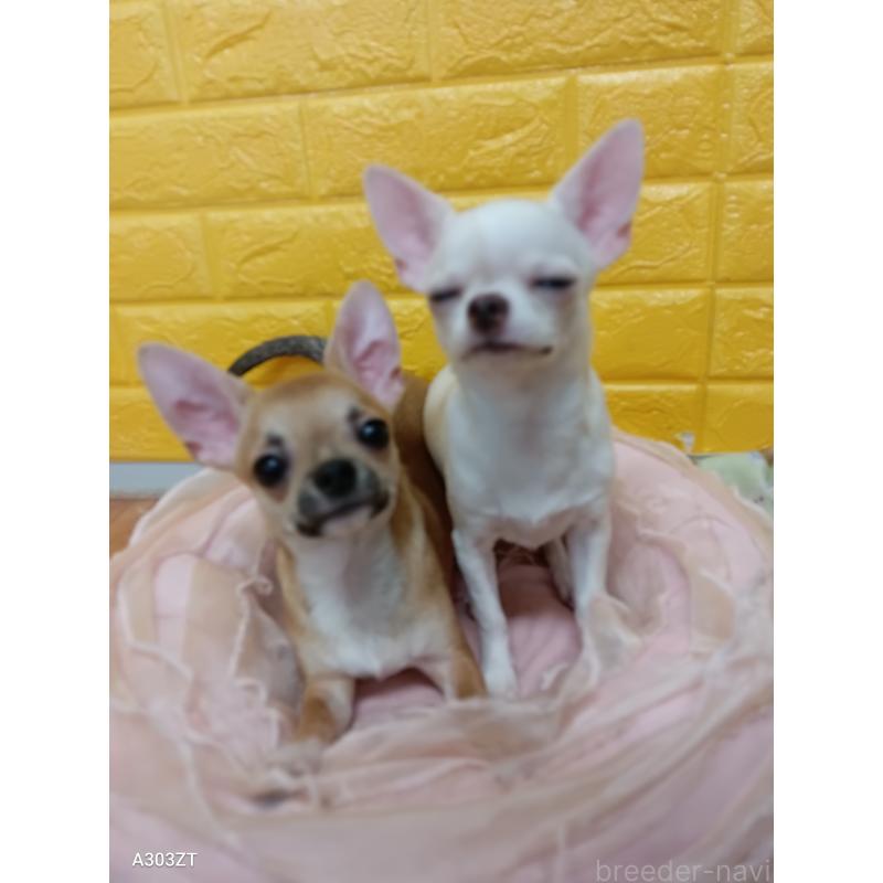 販売中の千葉県のチワワ(スムースコート)-393645の44枚目