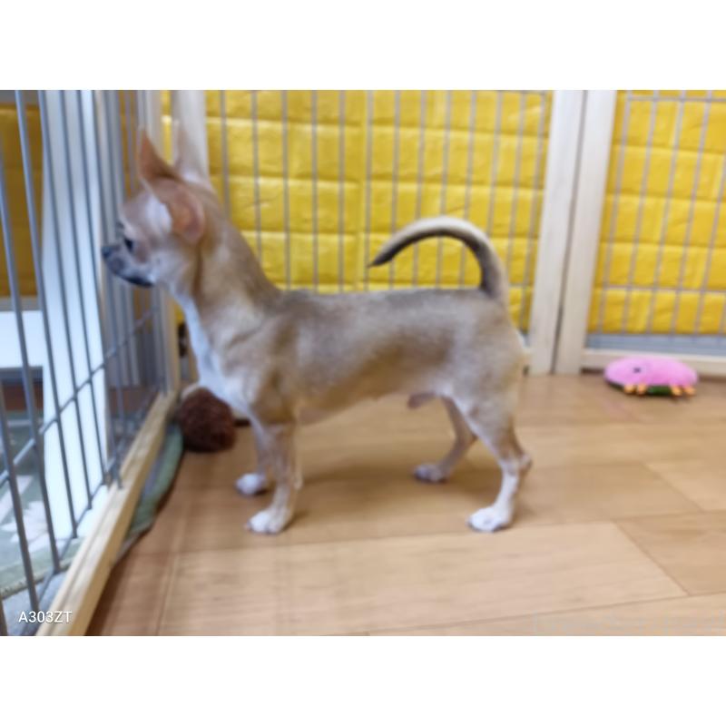 販売中の千葉県のチワワ(スムースコート)-393645の42枚目