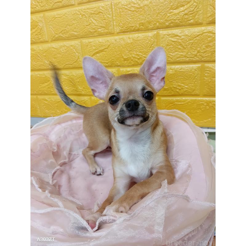 販売中の千葉県のチワワ(スムースコート)-393645の41枚目