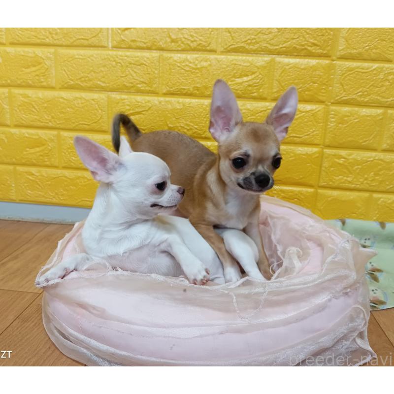 販売中の千葉県のチワワ(スムースコート)-393645の40枚目