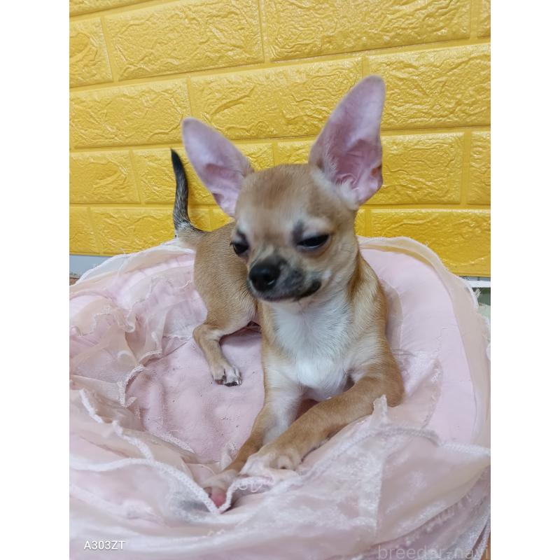 販売中の千葉県のチワワ(スムースコート)-393645の39枚目