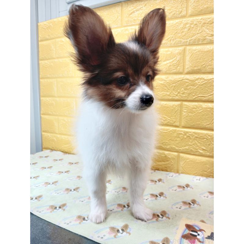 商談中の千葉県のパピヨン-411514の18枚目