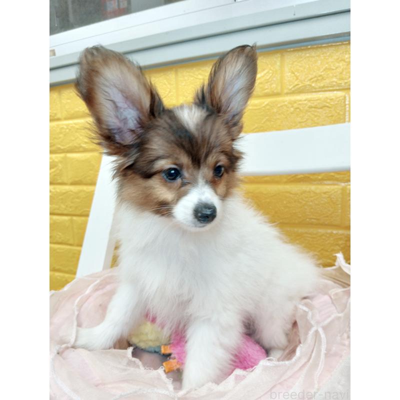 商談中の千葉県のパピヨン-411514の17枚目