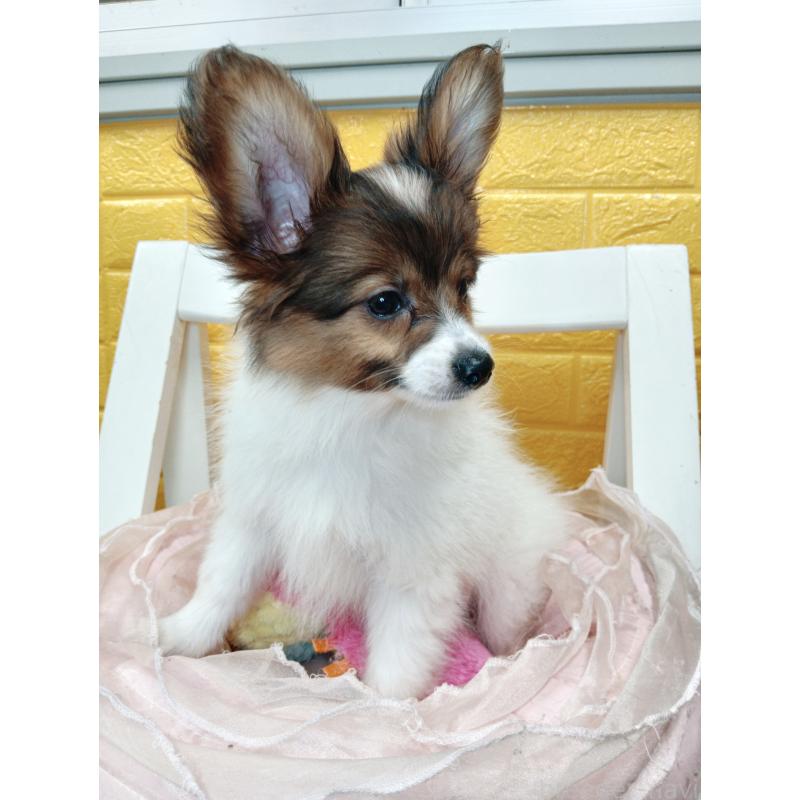 商談中の千葉県のパピヨン-411514の16枚目