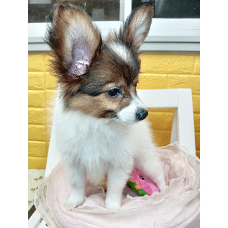 商談中の千葉県のパピヨン-411514の15枚目