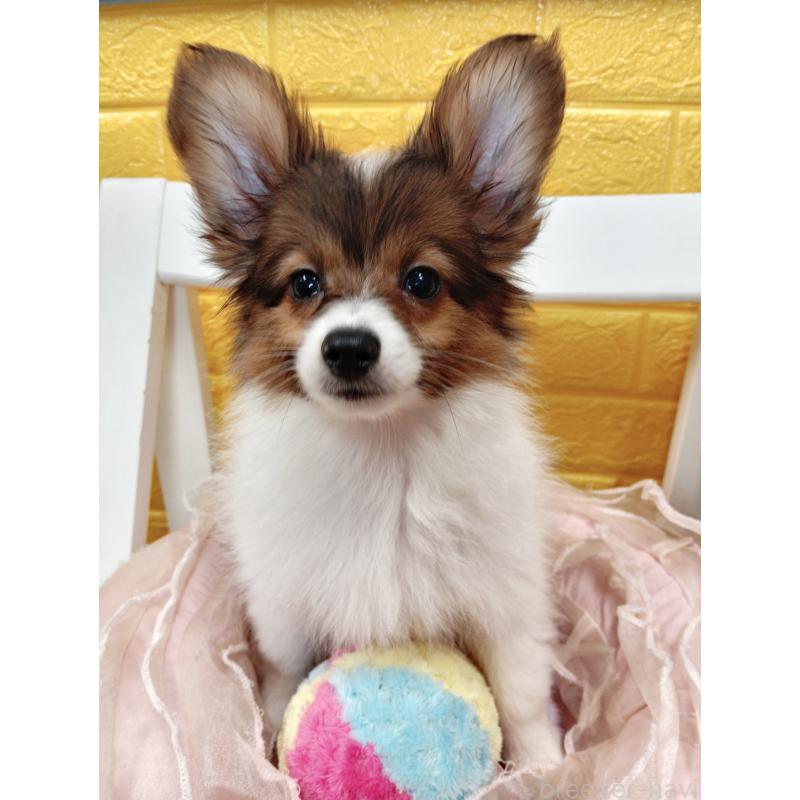 商談中の千葉県のパピヨン-411514の14枚目