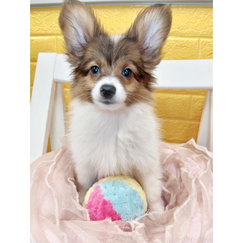 商談中の千葉県のパピヨン-411514の13枚目