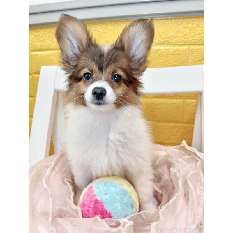 商談中の千葉県のパピヨン-411514の12枚目