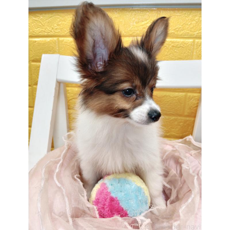 商談中の千葉県のパピヨン-411514の11枚目