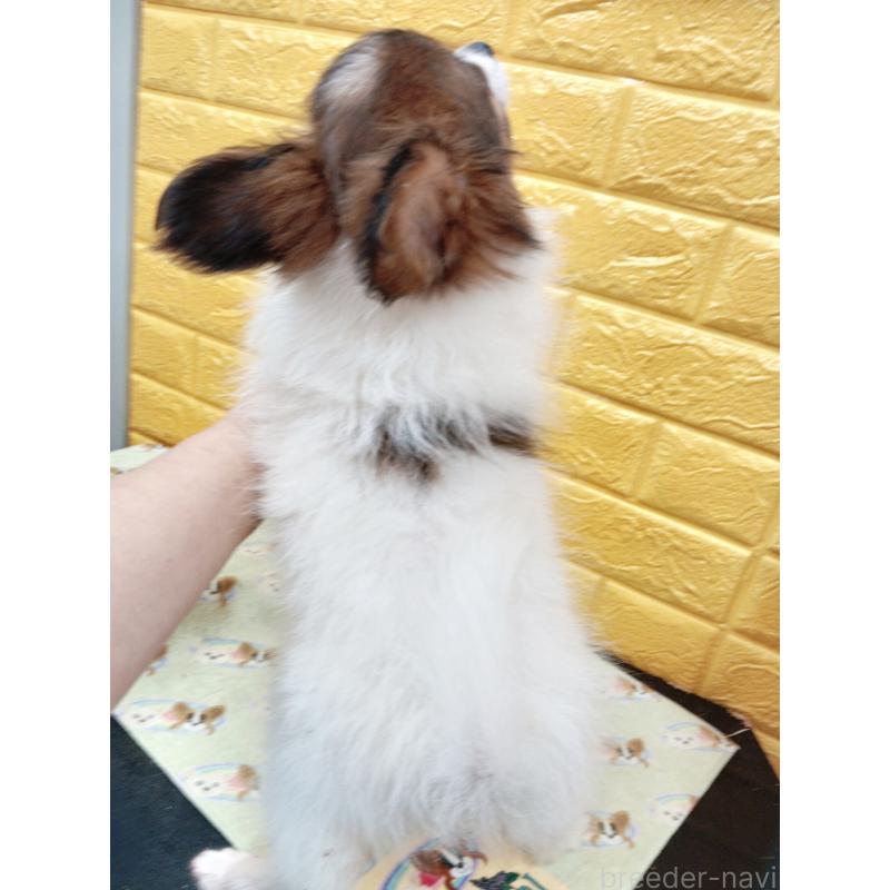 商談中の千葉県のパピヨン-411514の10枚目