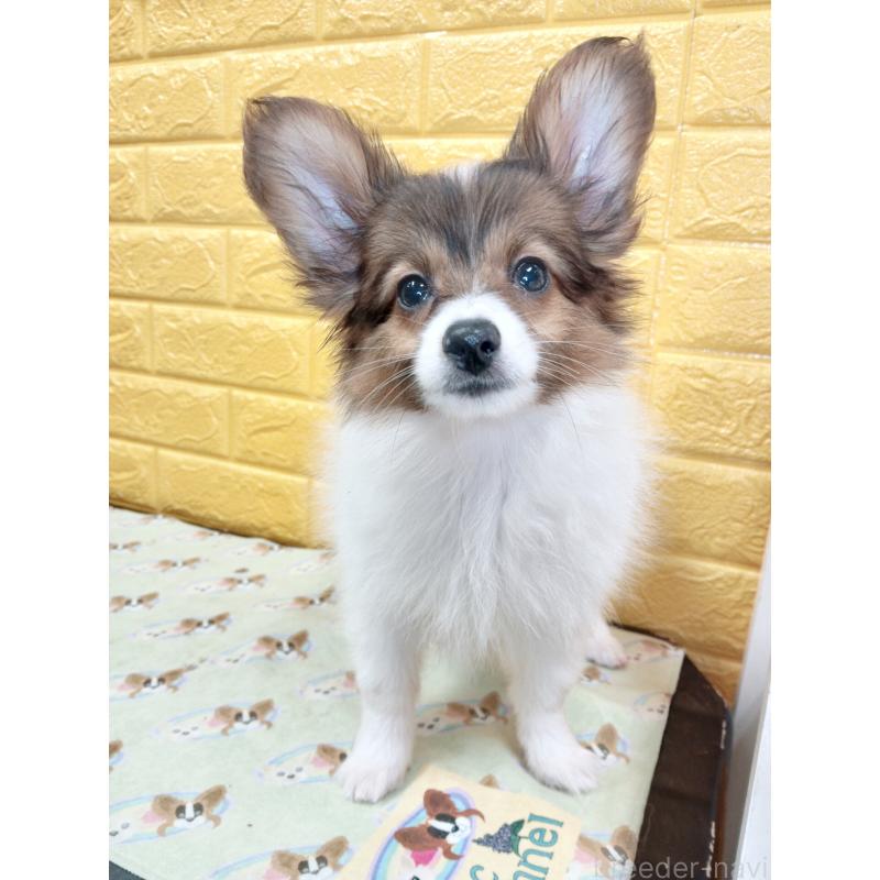 商談中の千葉県のパピヨン-411514の9枚目