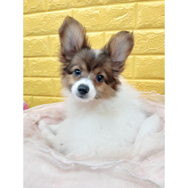 商談中の千葉県のパピヨン-411514の8枚目