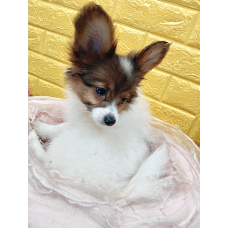 商談中の千葉県のパピヨン-411514の7枚目