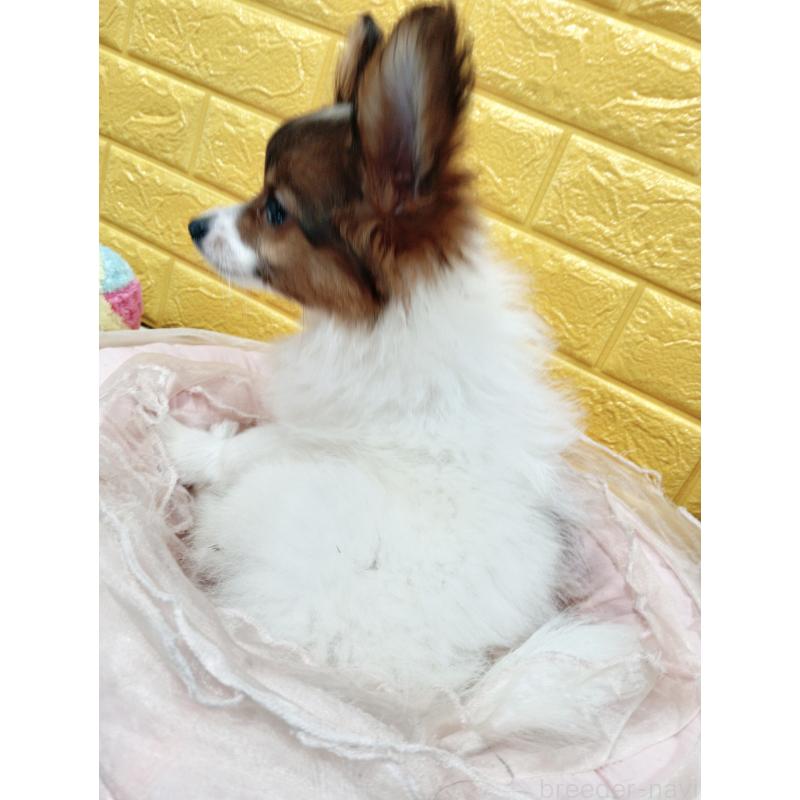 商談中の千葉県のパピヨン-411514の6枚目