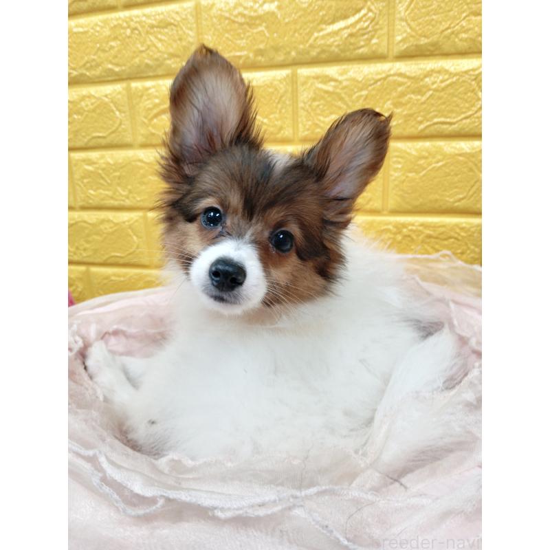 商談中の千葉県のパピヨン-411514の5枚目