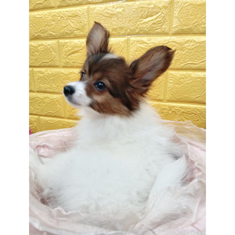 商談中の千葉県のパピヨン-411514の4枚目