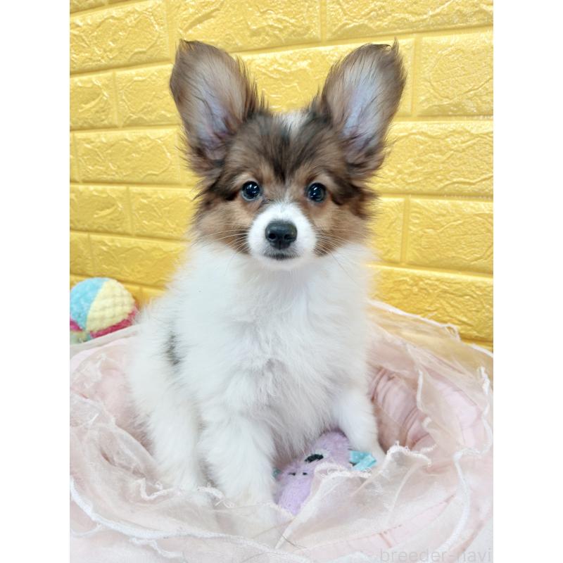 商談中の千葉県のパピヨン-411514の3枚目