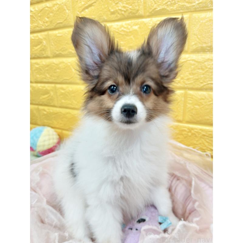 商談中の千葉県のパピヨン-411514の2枚目