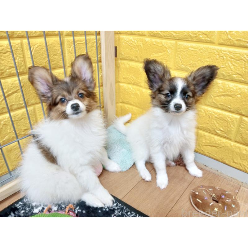 販売中の千葉県のパピヨン-411517の66枚目