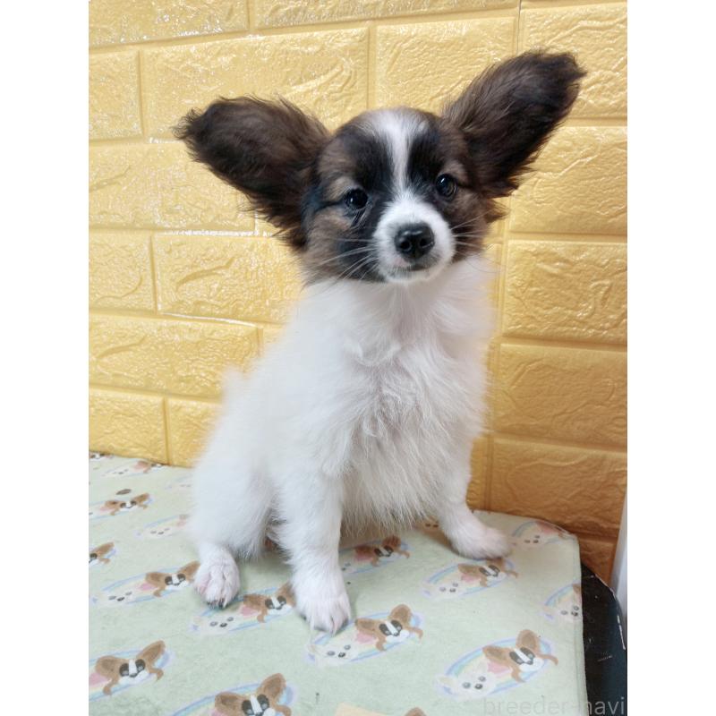 販売中の千葉県のパピヨン-411517の65枚目