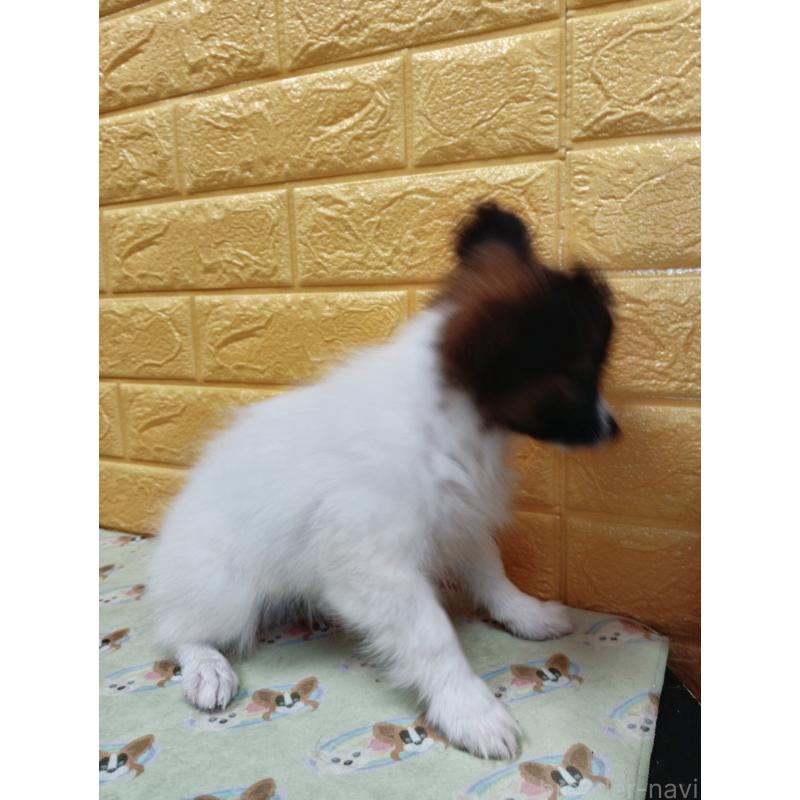 販売中の千葉県のパピヨン-411517の64枚目