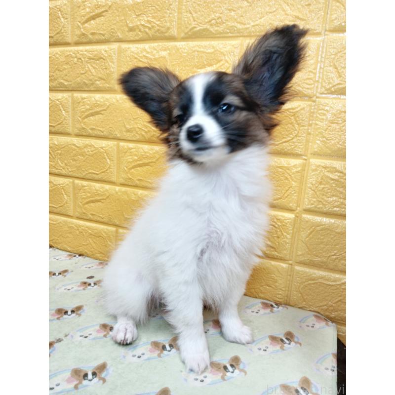 販売中の千葉県のパピヨン-411517の63枚目