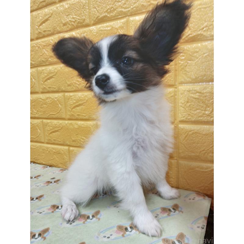 販売中の千葉県のパピヨン-411517の62枚目