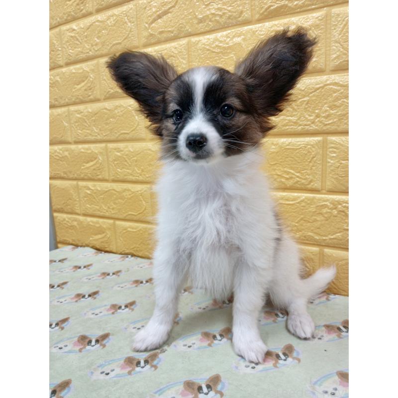 販売中の千葉県のパピヨン-411517の61枚目