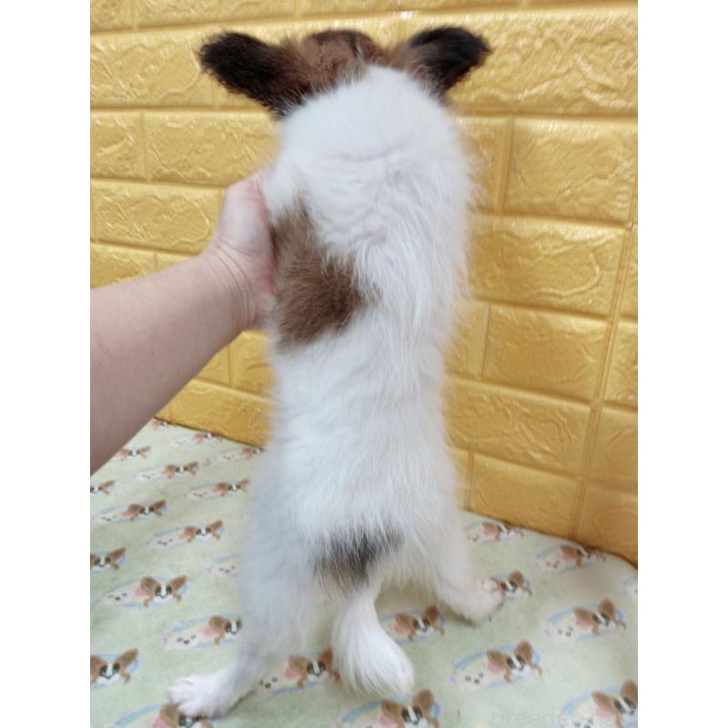 販売中の千葉県のパピヨン-411517の60枚目