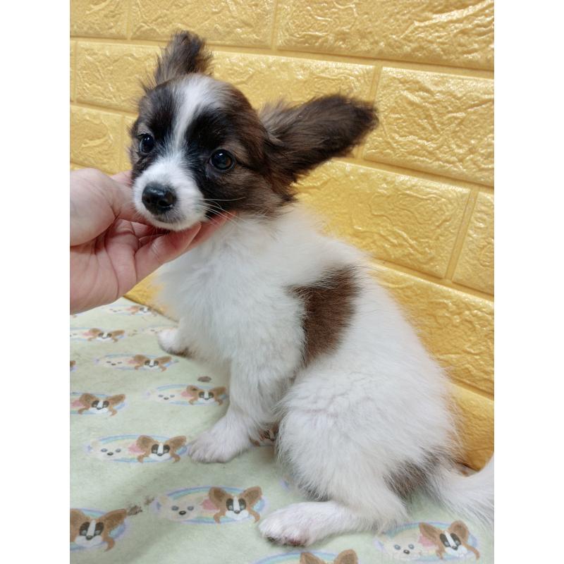 販売中の千葉県のパピヨン-411517の59枚目