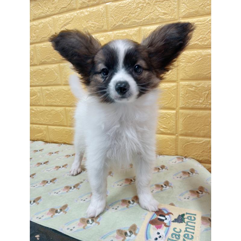 販売中の千葉県のパピヨン-411517の58枚目