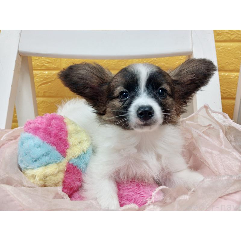 販売中の千葉県のパピヨン-411517の57枚目