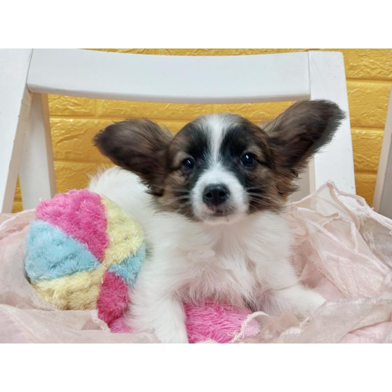 販売中の千葉県のパピヨン-411517の56枚目