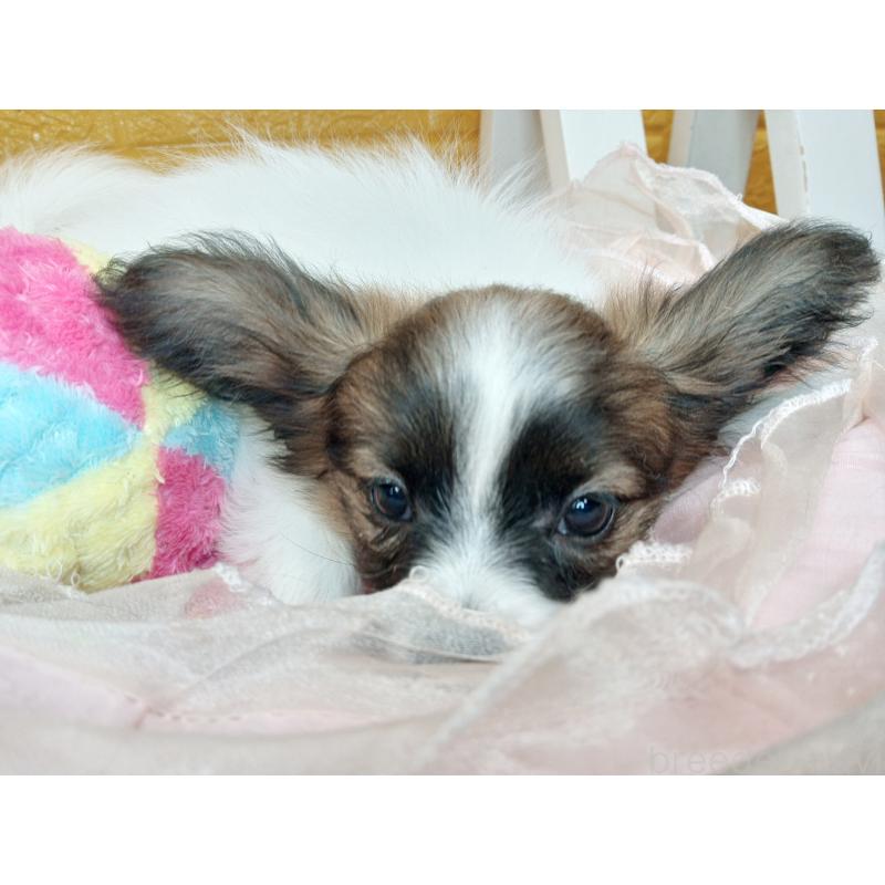 販売中の千葉県のパピヨン-411517の55枚目