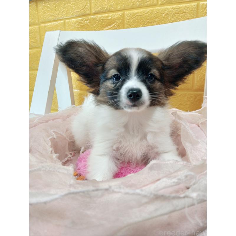 販売中の千葉県のパピヨン-411517の54枚目