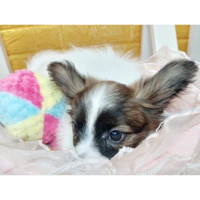 販売中の千葉県のパピヨン-411517の53枚目