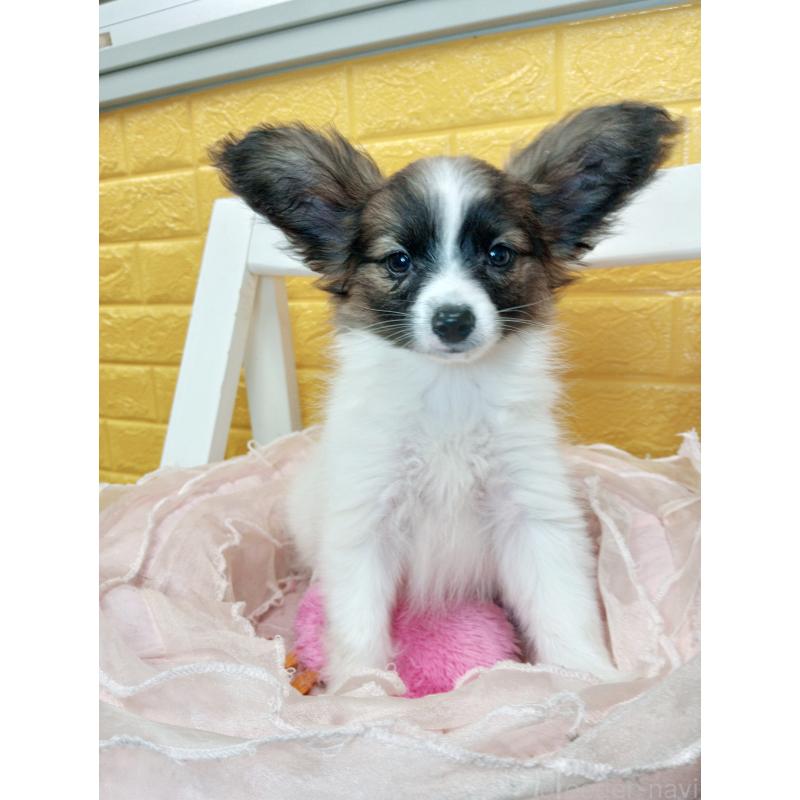 販売中の千葉県のパピヨン-411517の52枚目