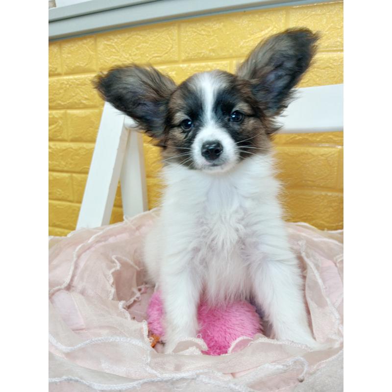 販売中の千葉県のパピヨン-411517の51枚目